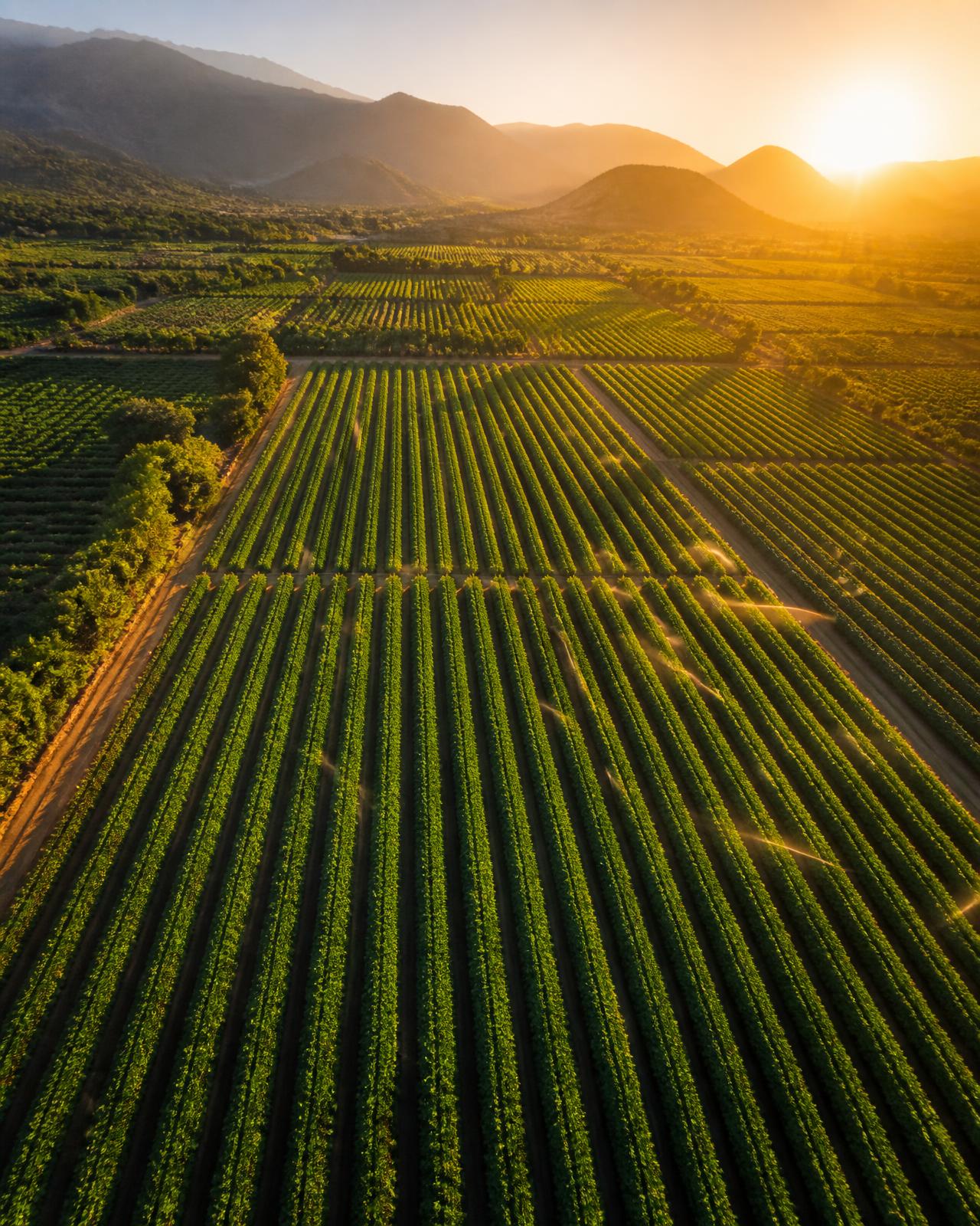 Campo agrícola al amanecer